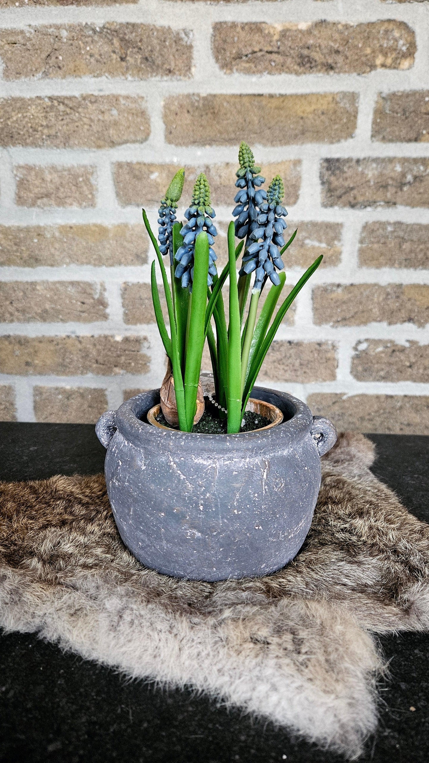 Blauwe druif in pot (kunst) - O zo sfeervol