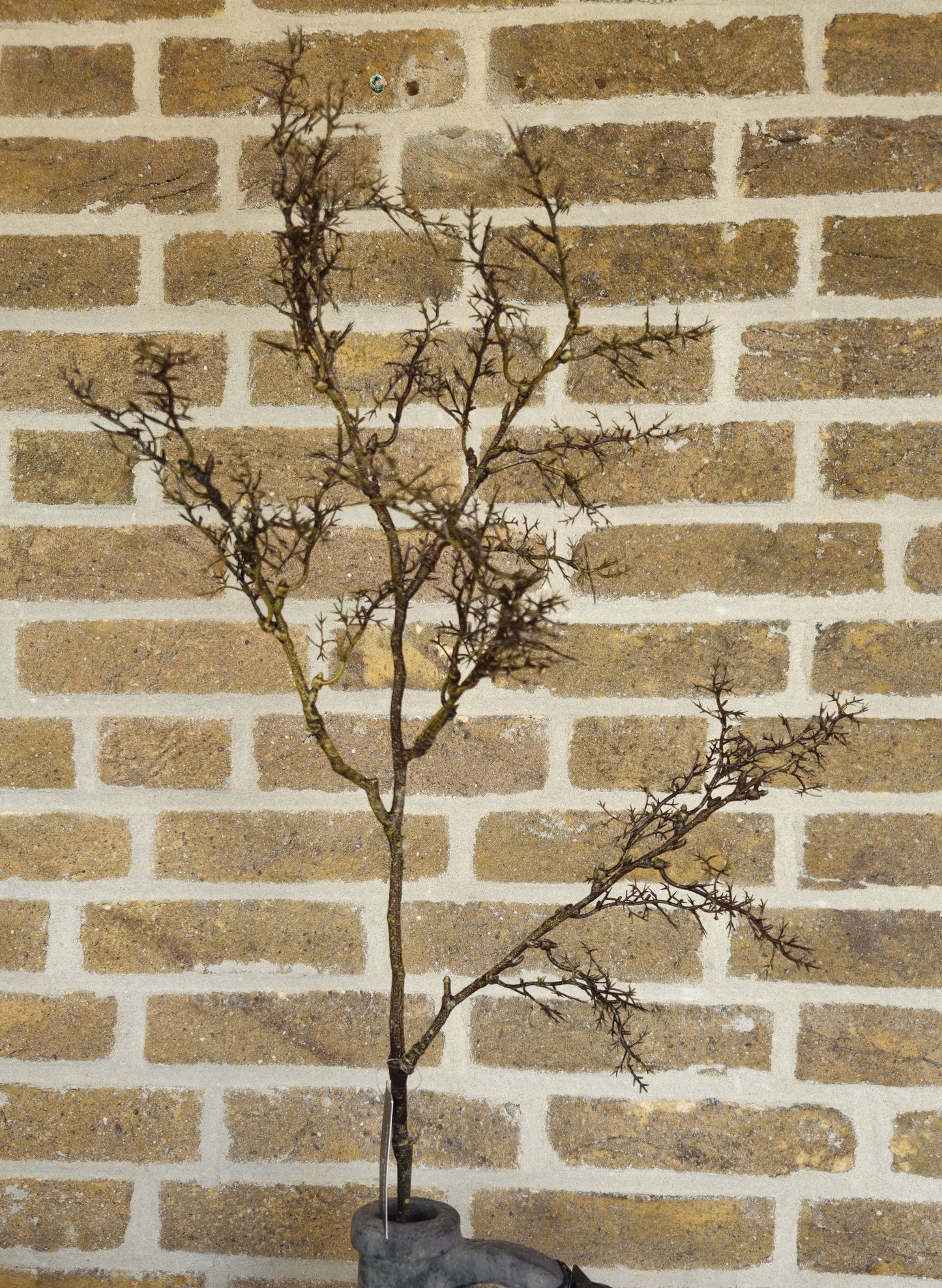 Bloemtak bruin Brynxz Online