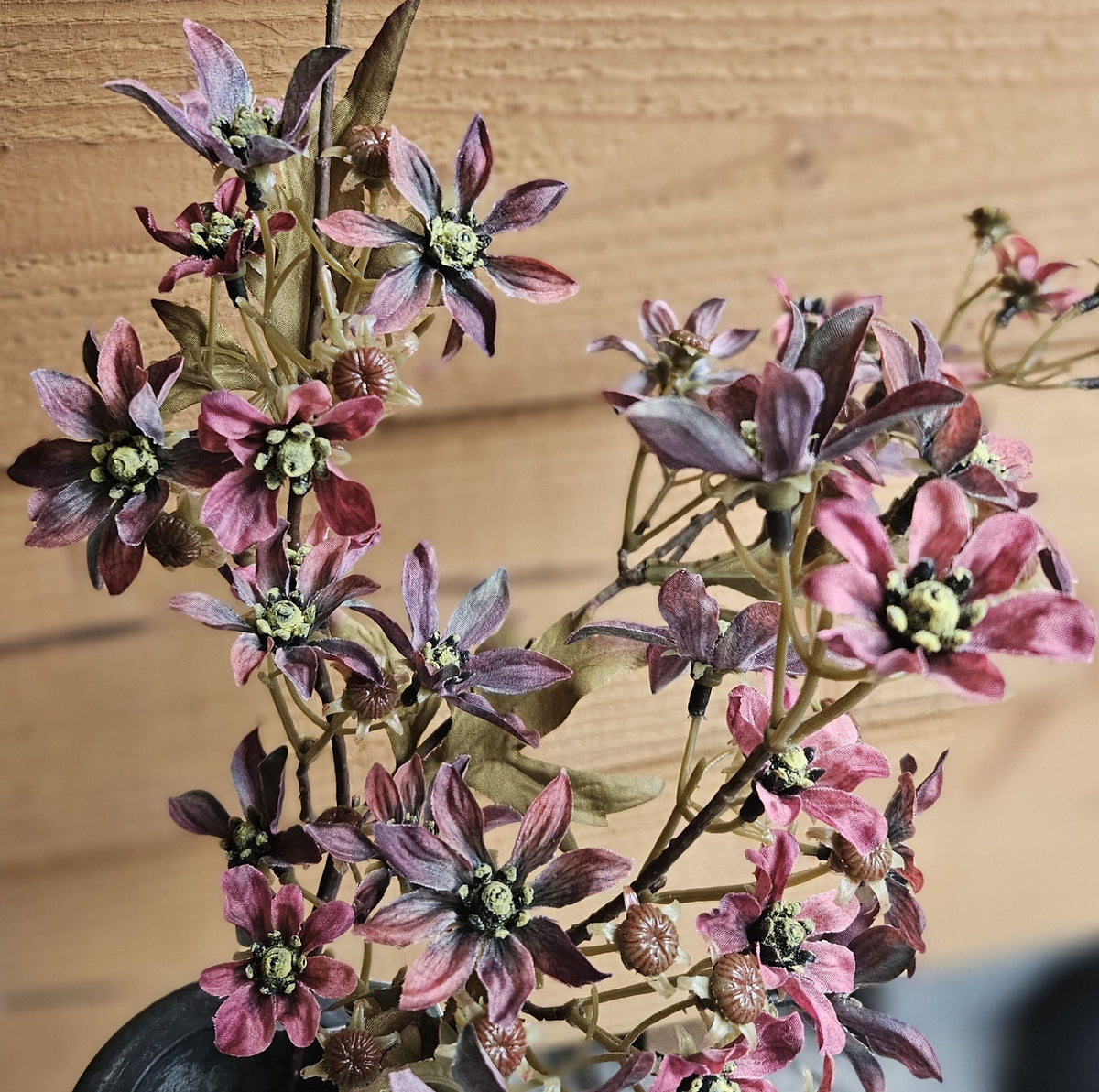 Sylxz Prunus