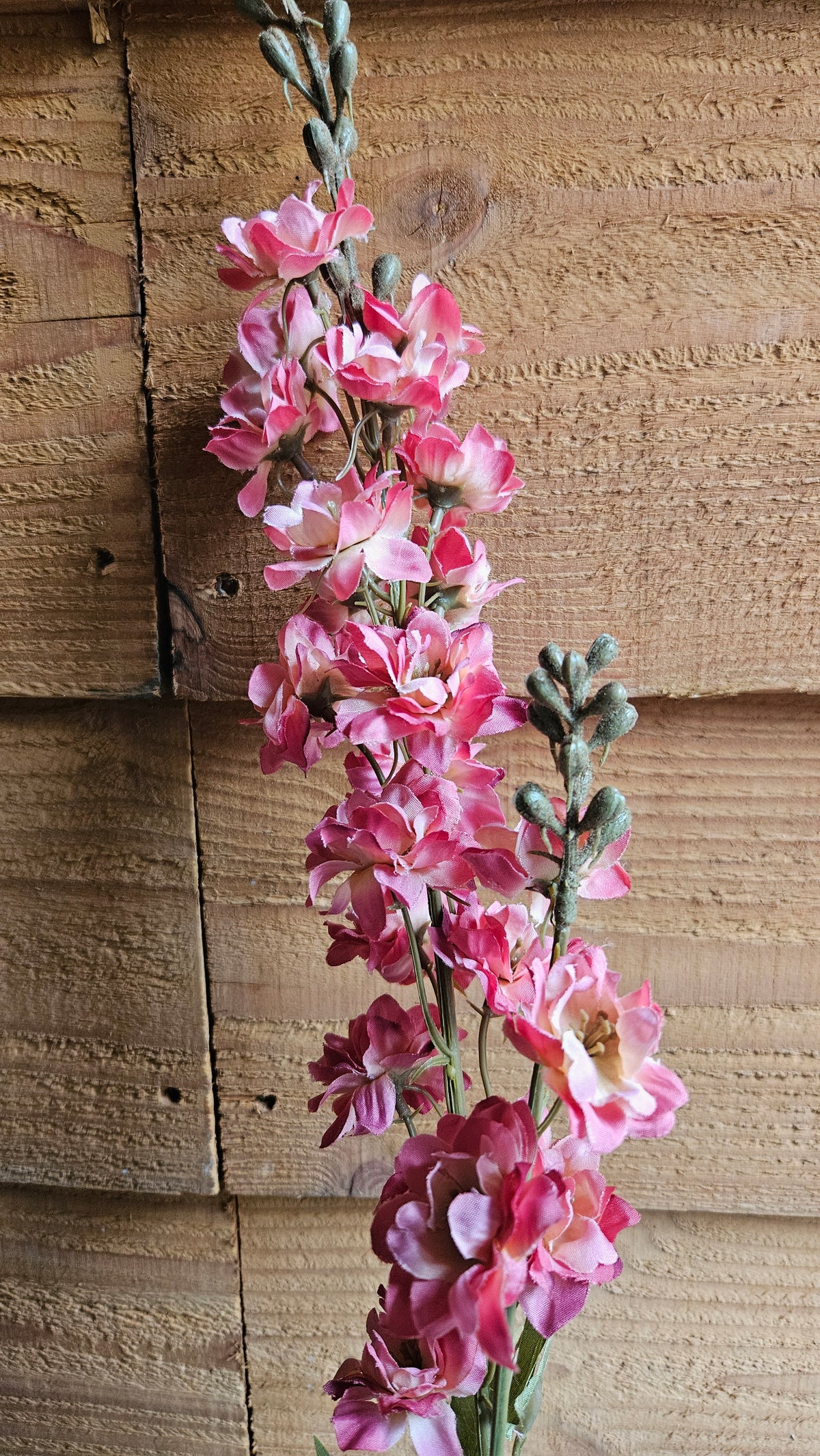 Sylxz Delphiniums