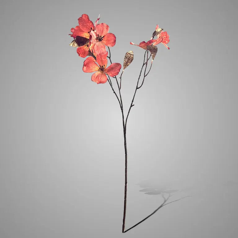 Brynxz Cornus Kousa Ant. Pink 75 cm - Brynxz Online By O zo sfeervol