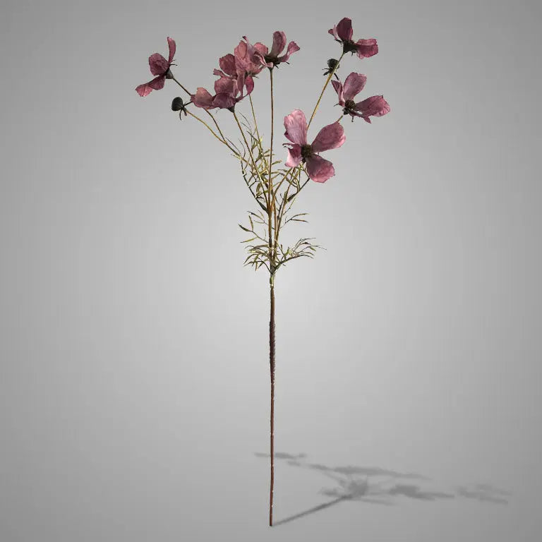 Sylxz Cornus Kousa Aubergine 67 cm Brynxz Online