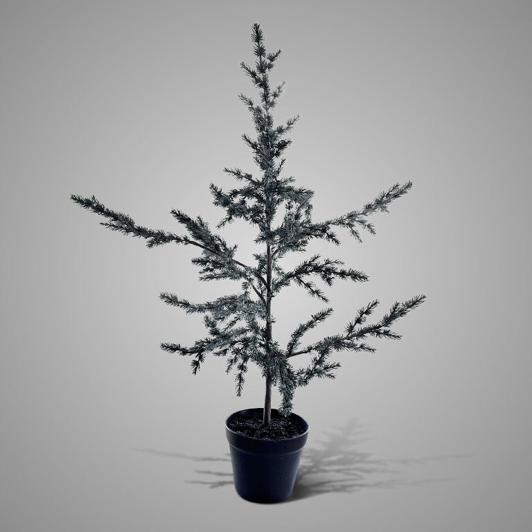 Tree Ceder Grey S
