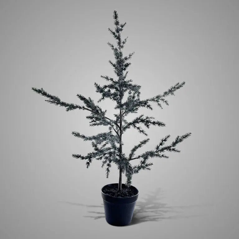 Tree Ceder Grey S - Brynxz Online By O zo sfeervol