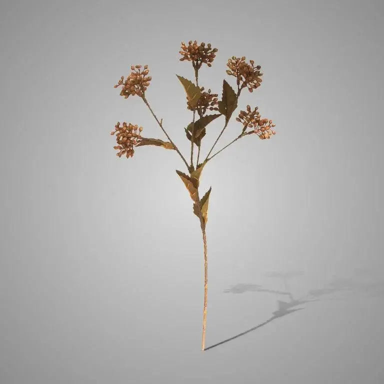 Brynxz Sedum Fructus Brown - Brynxz Online By O zo sfeervol