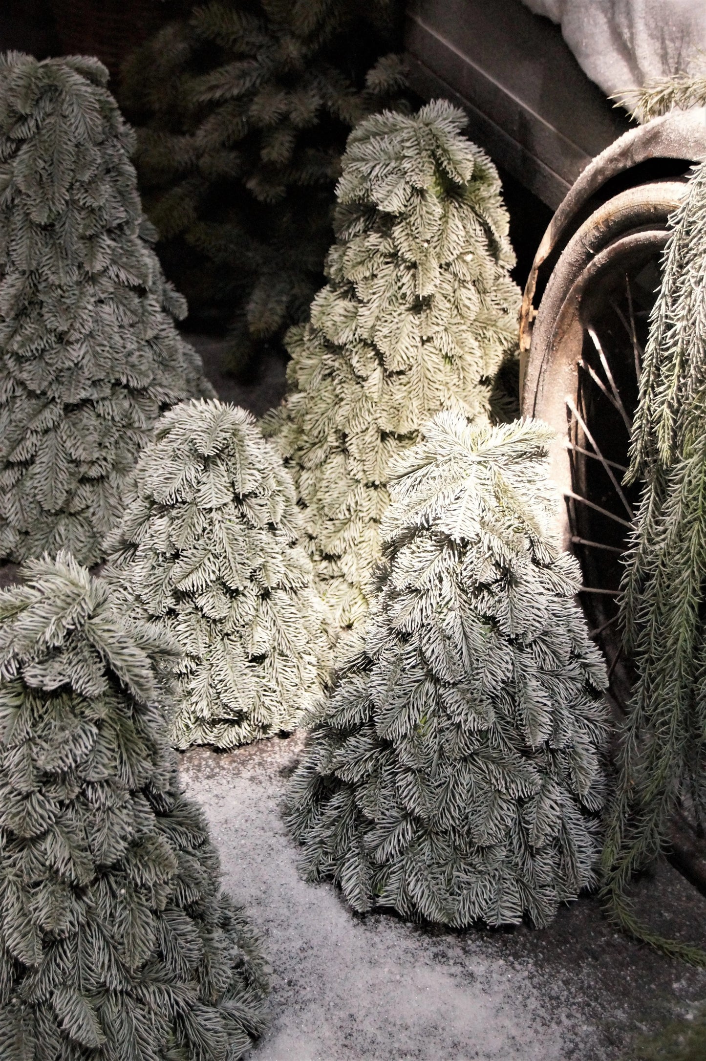 Brynxz Nobilis boompjes - Brynxz Online By O zo sfeervol