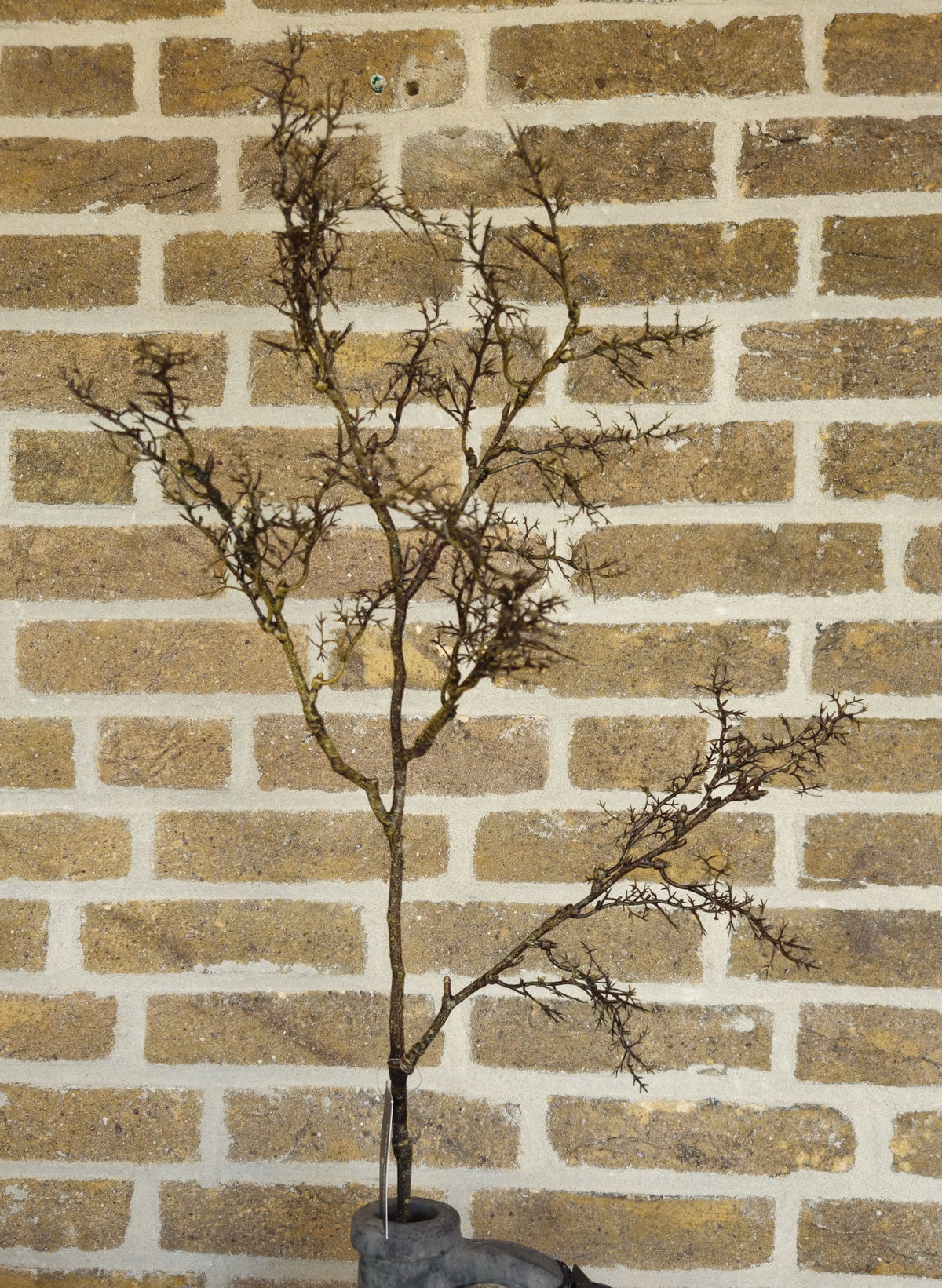 Bloemtak bruin – bloemtak | Brynxzonline.nl