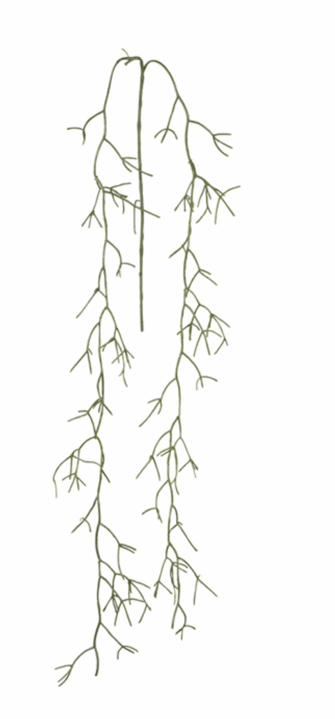 Brynxz RhipsalishÄngezweig 142 cm - Brynxz Online By O zo sfeervol