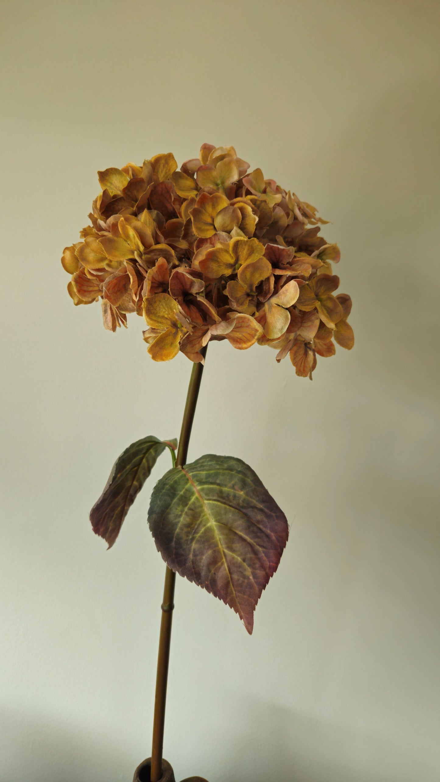 Brynxz Hydragea Creme