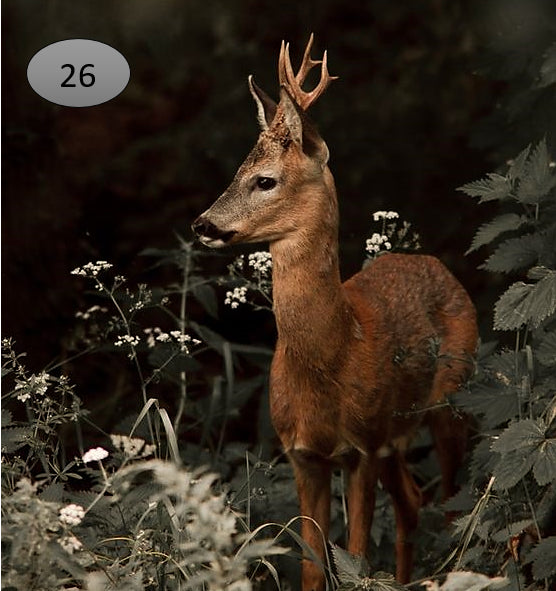 Onderzetter nr 26