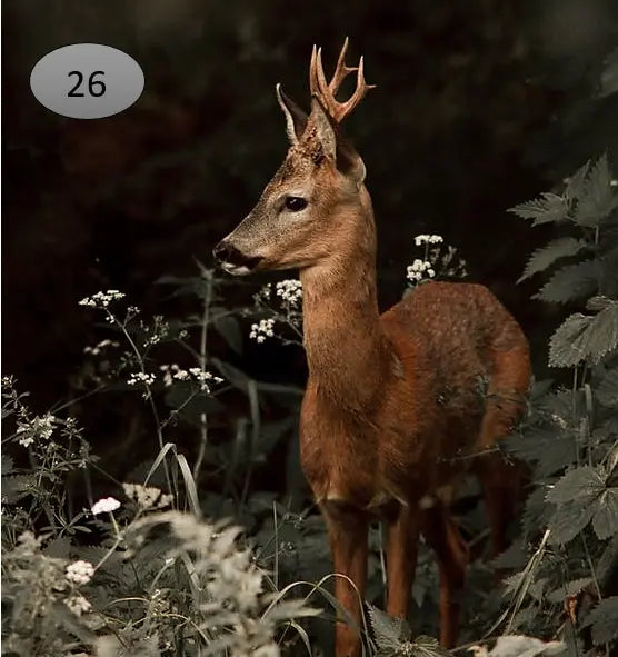 Onderzetter nr 26 O zo sfeervol