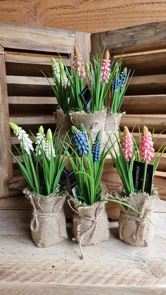 Druifjes in jute O zo sfeervol