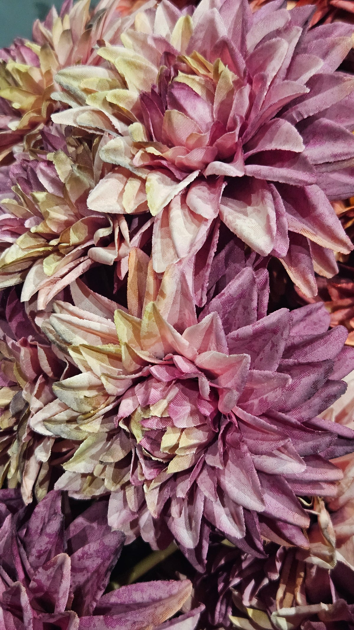 Sylxz Aster Pinkrange