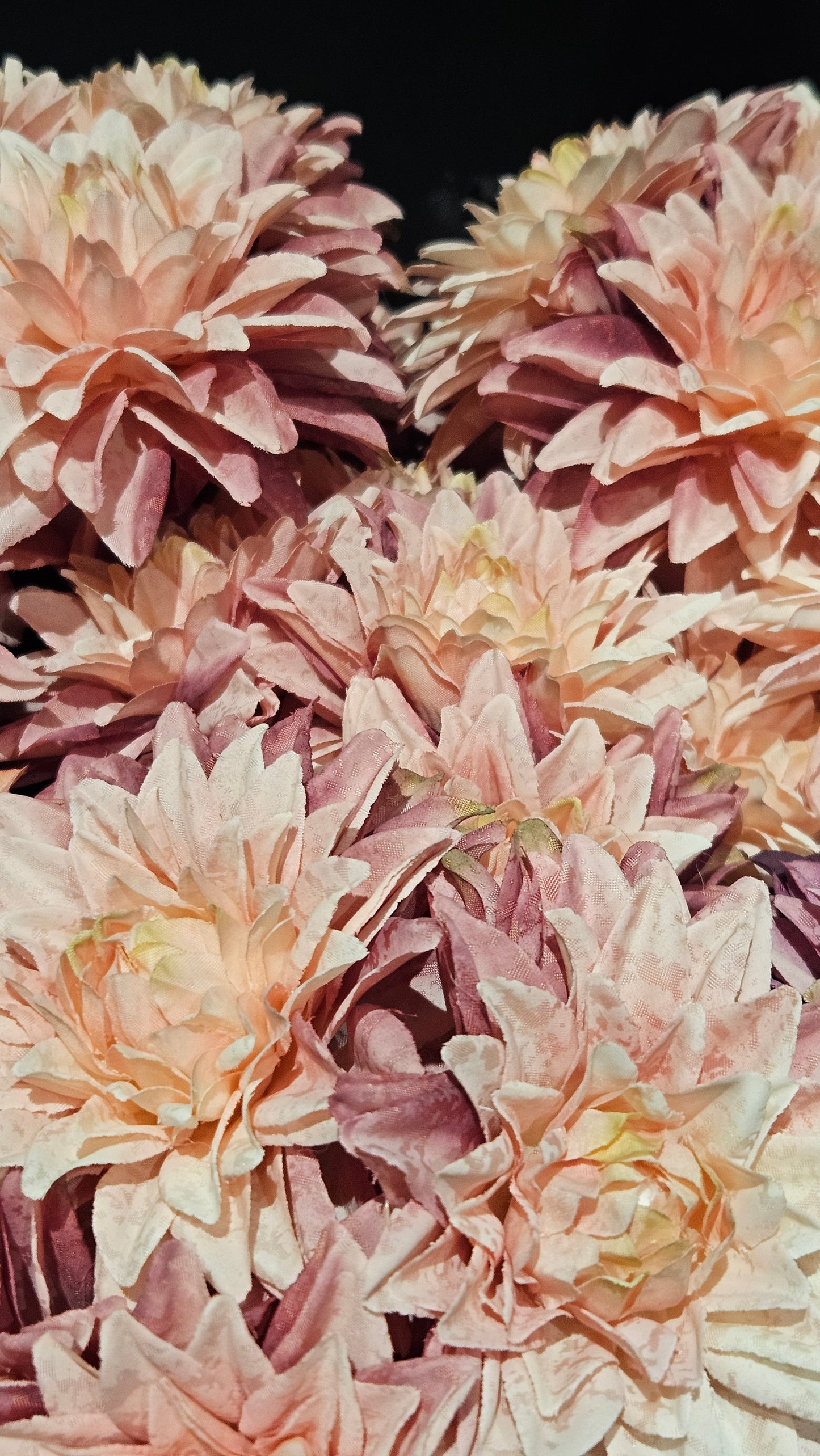 Sylxz Aster Pinkrange