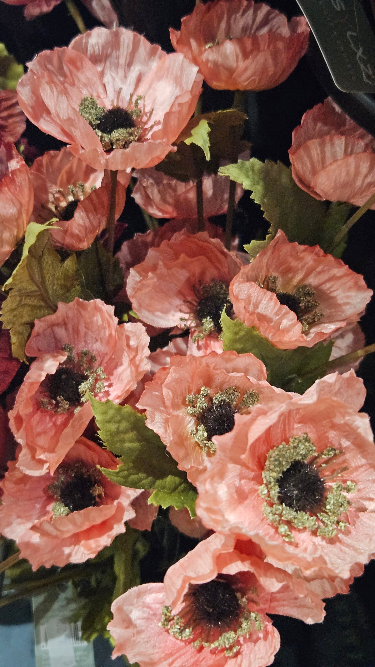 Sylxz Poppy Autumn range
