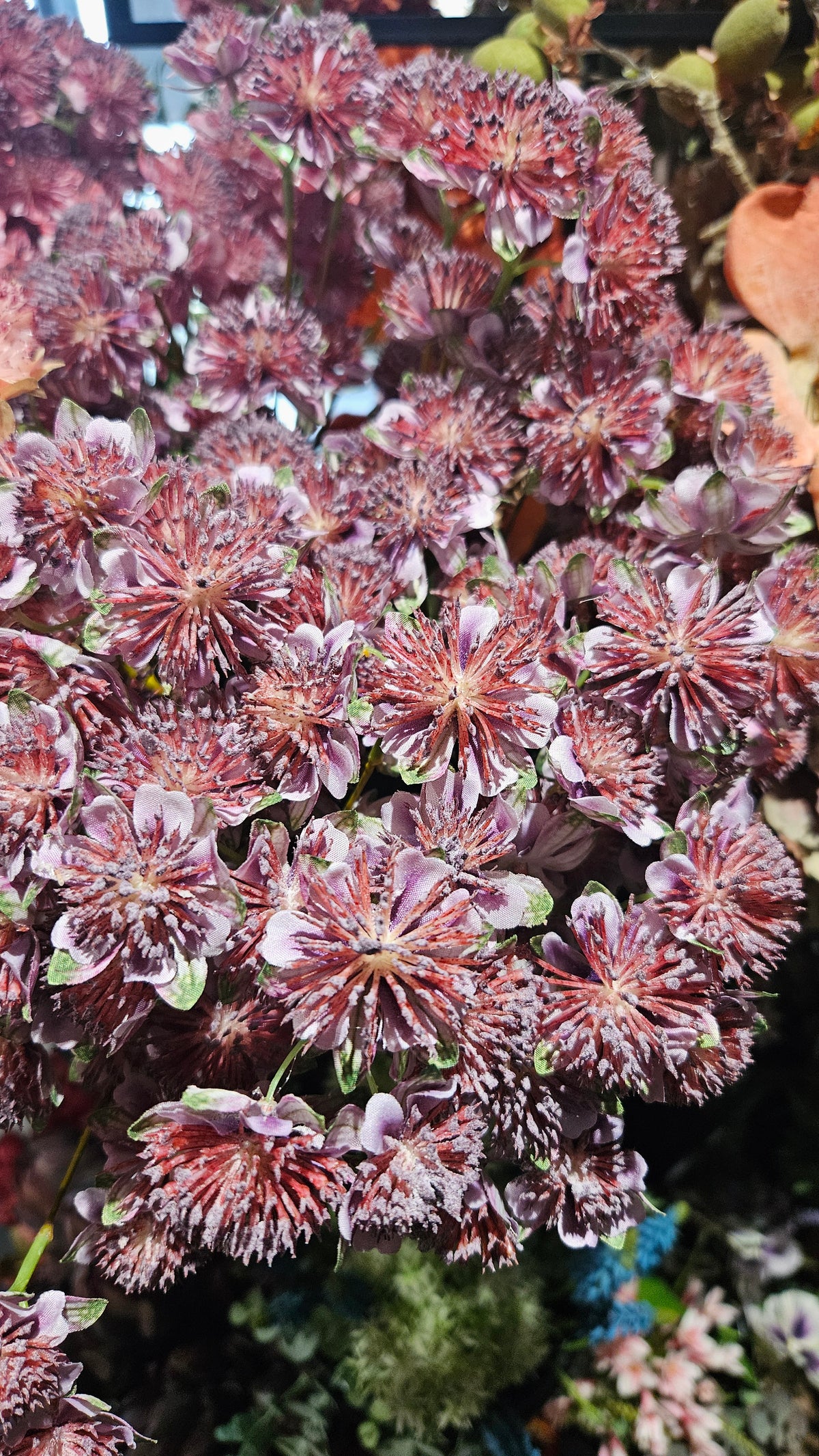 Sylxz Astrantia