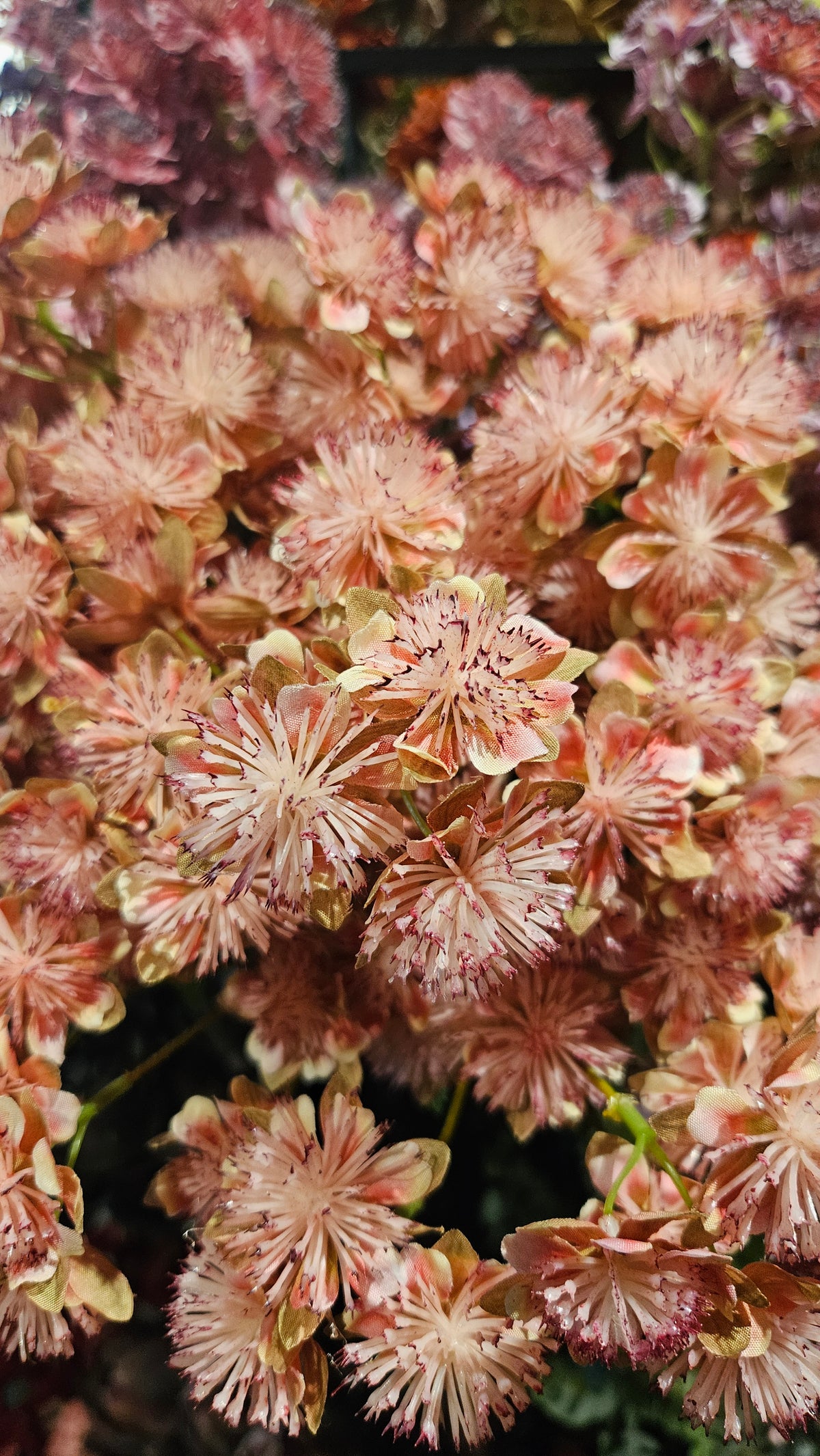 Sylxz Astrantia