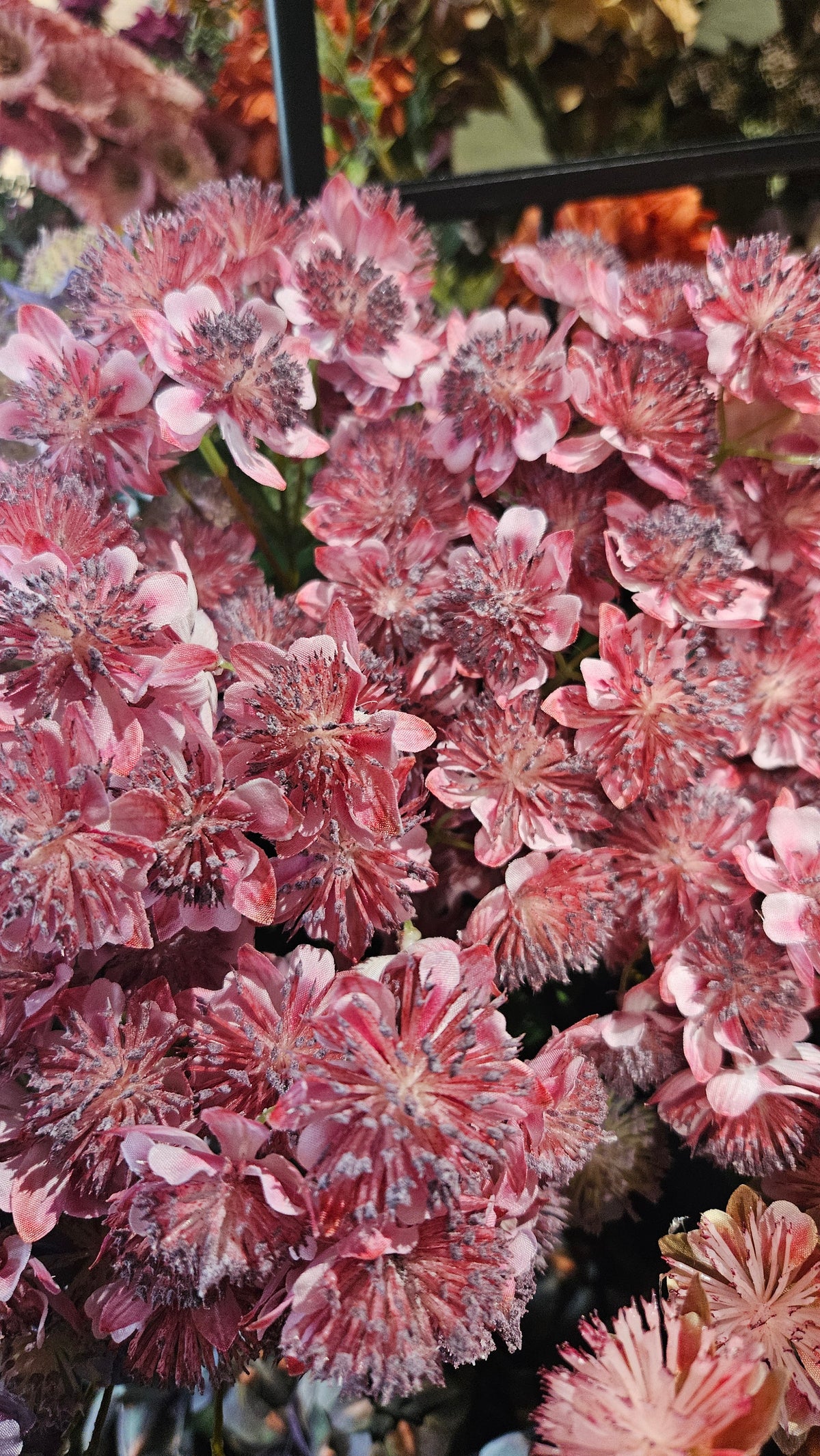 Sylxz Astrantia