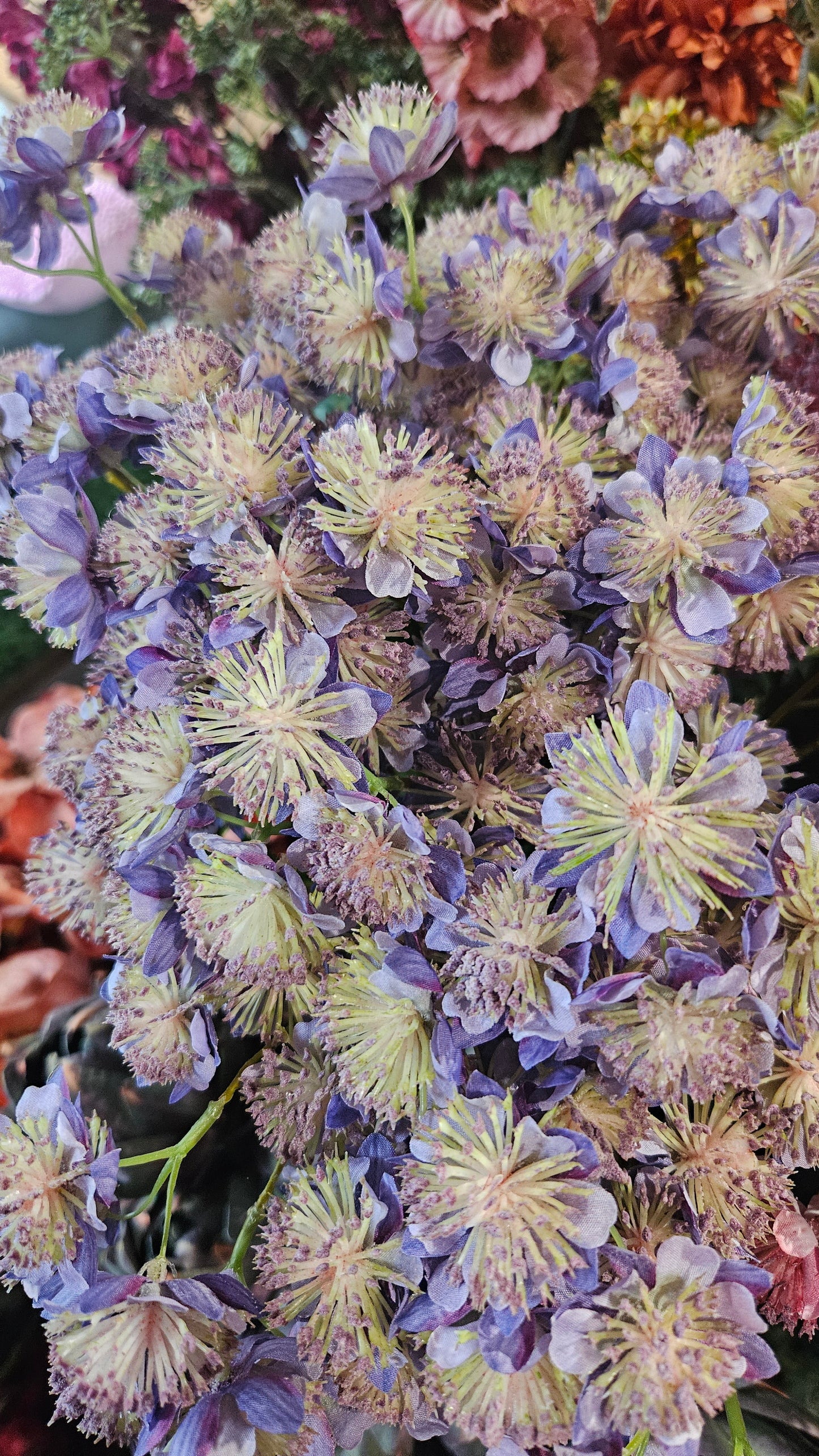 Sylxz Astrantia