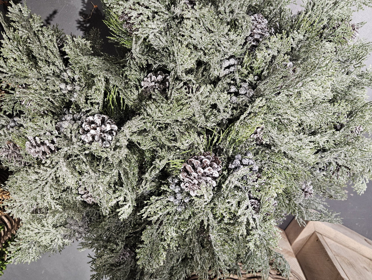 Sylxz Ceder bushes with Fructus