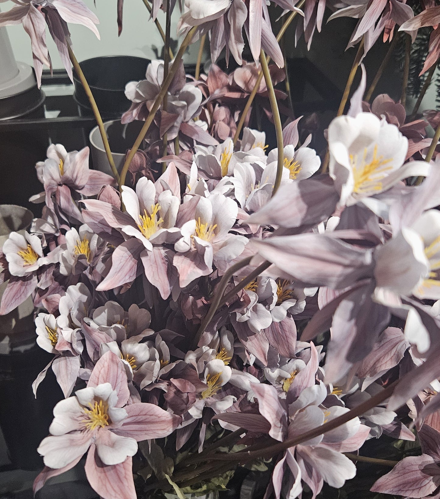 Sylxz Aquilegia