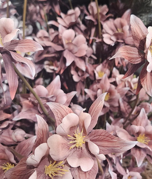 Sylxz Aquilegia