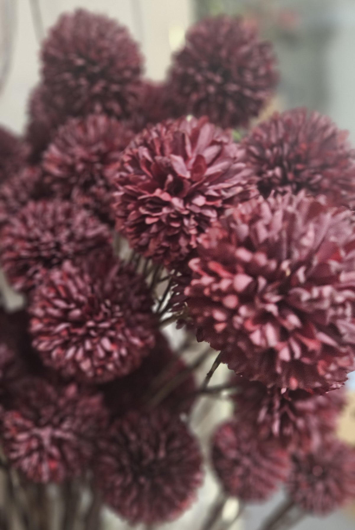 Sylxz Chrysanthemum Aurumn Grande
