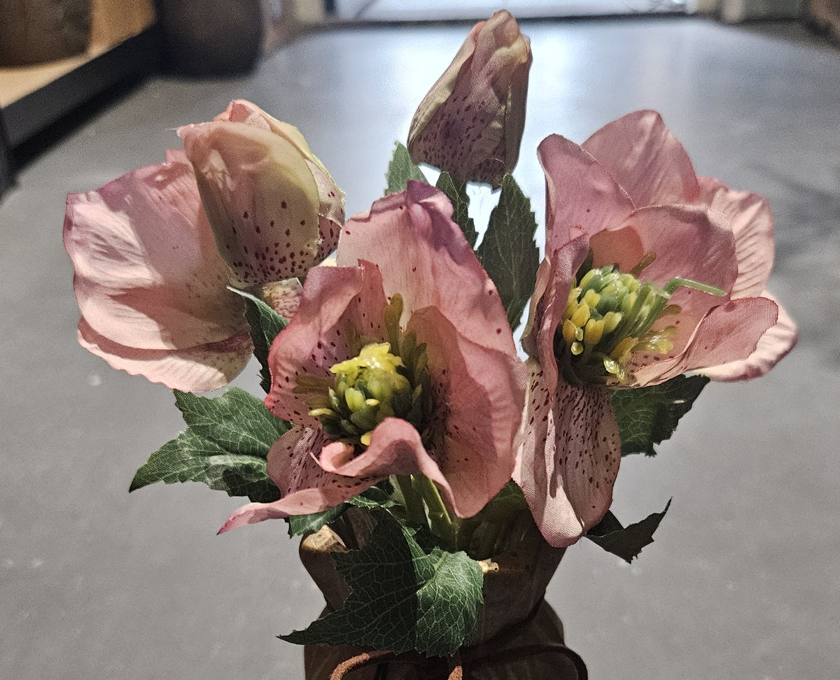 Sylxz Helleborus