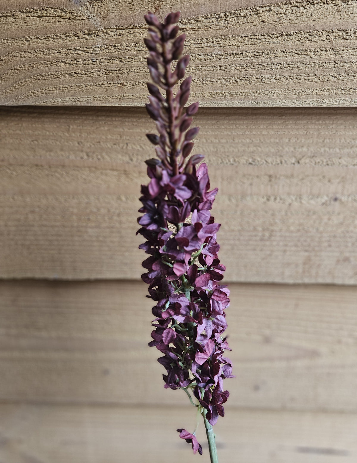 Sylxz Alliums