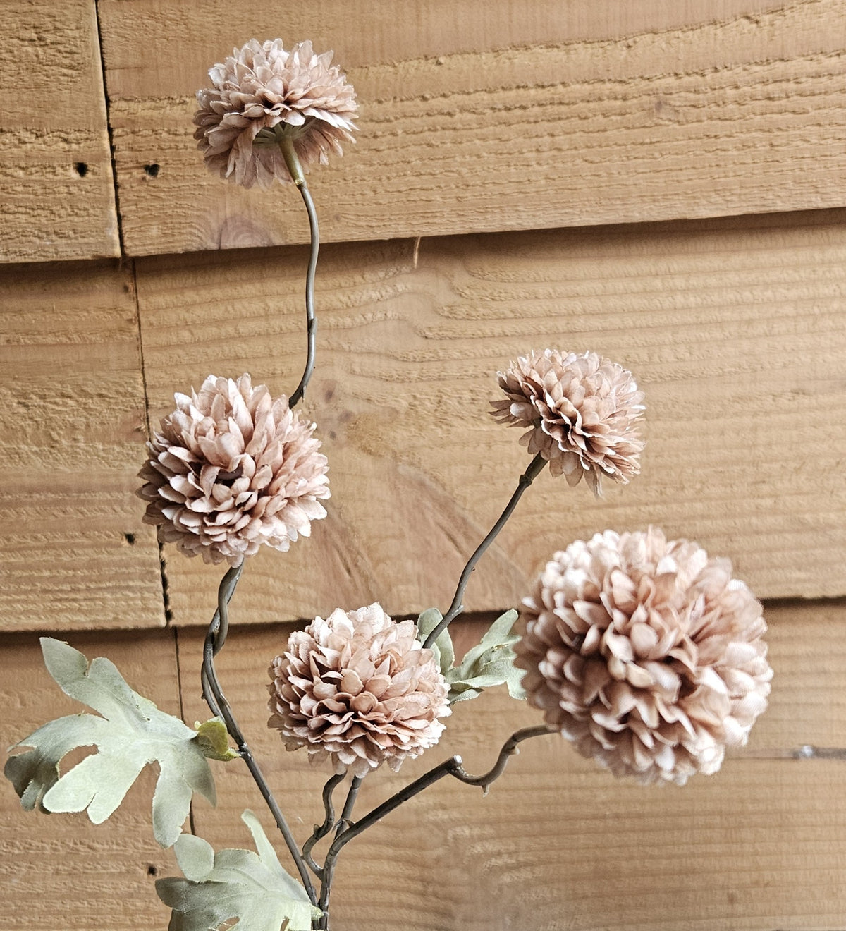 Sylxz Chrysanthemum