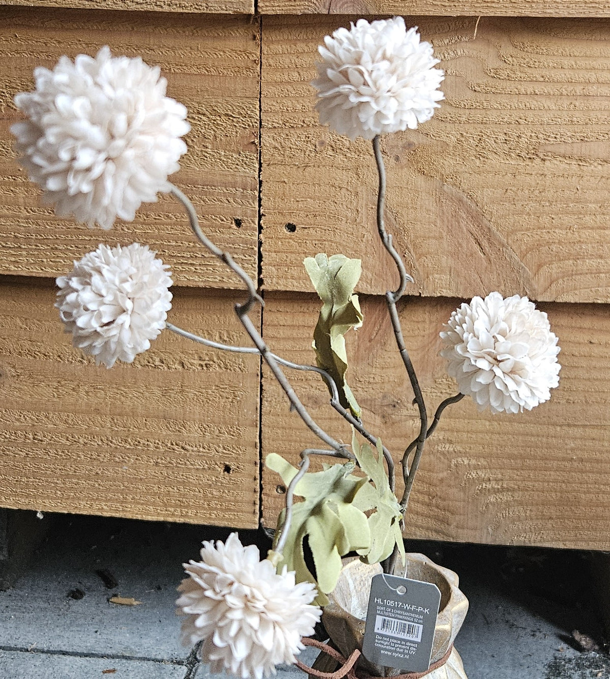 Sylxz Chrysanthemum
