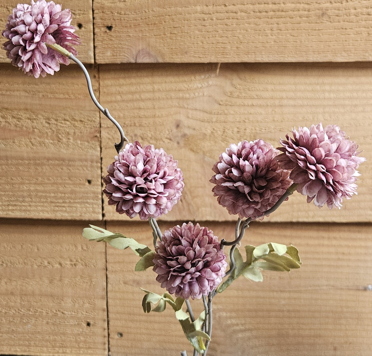 Sylxz Chrysanthemum