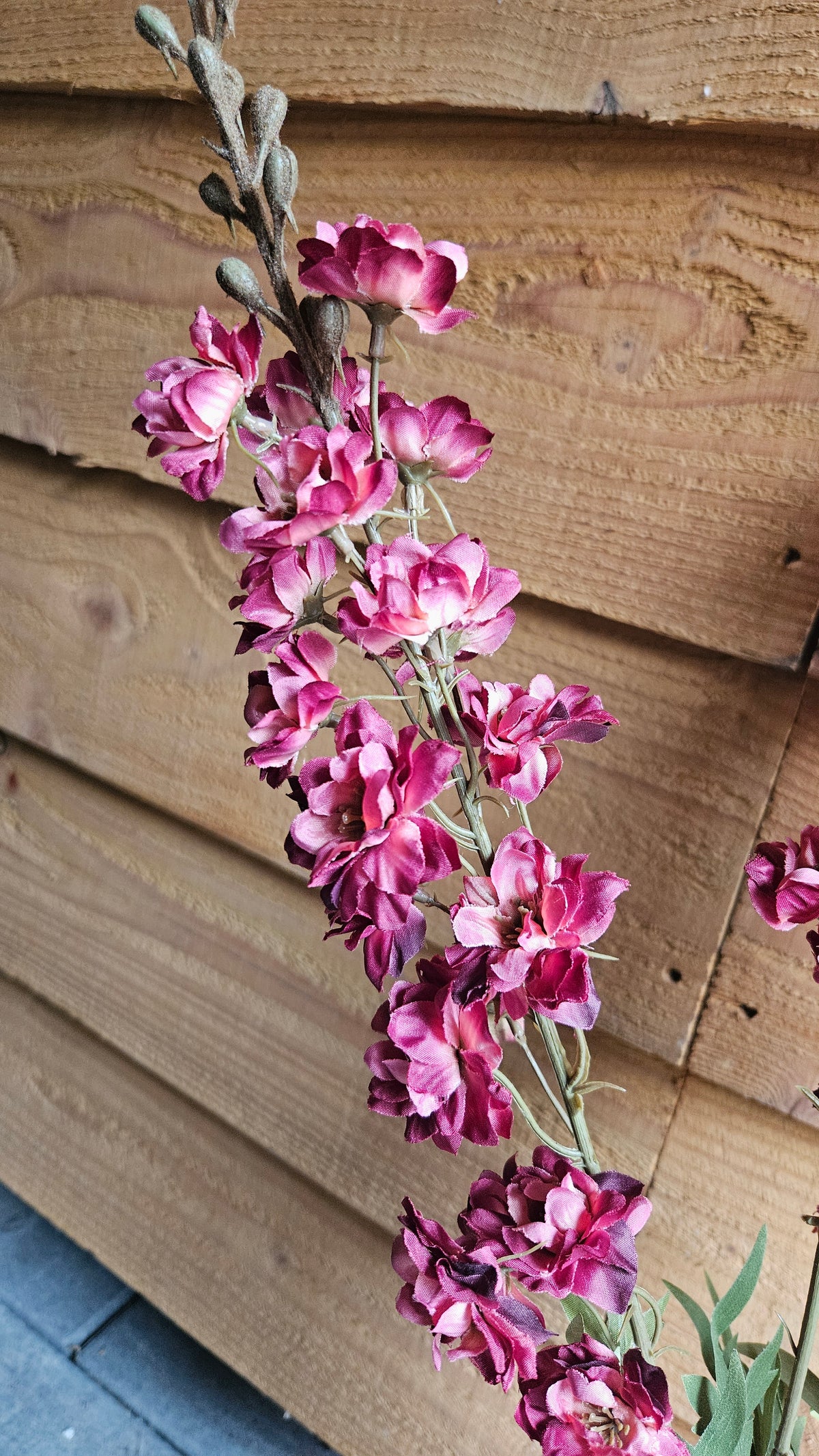 Sylxz Delphiniums