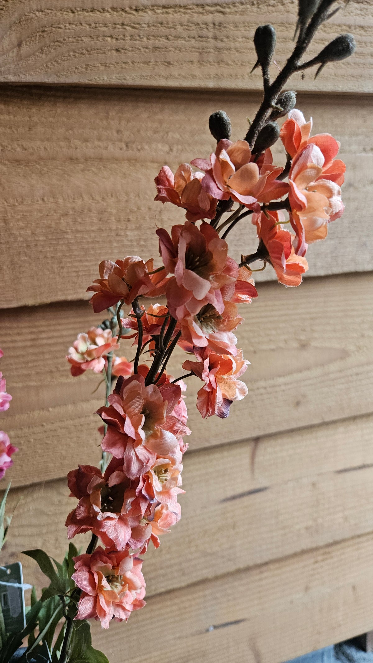 Sylxz Delphiniums