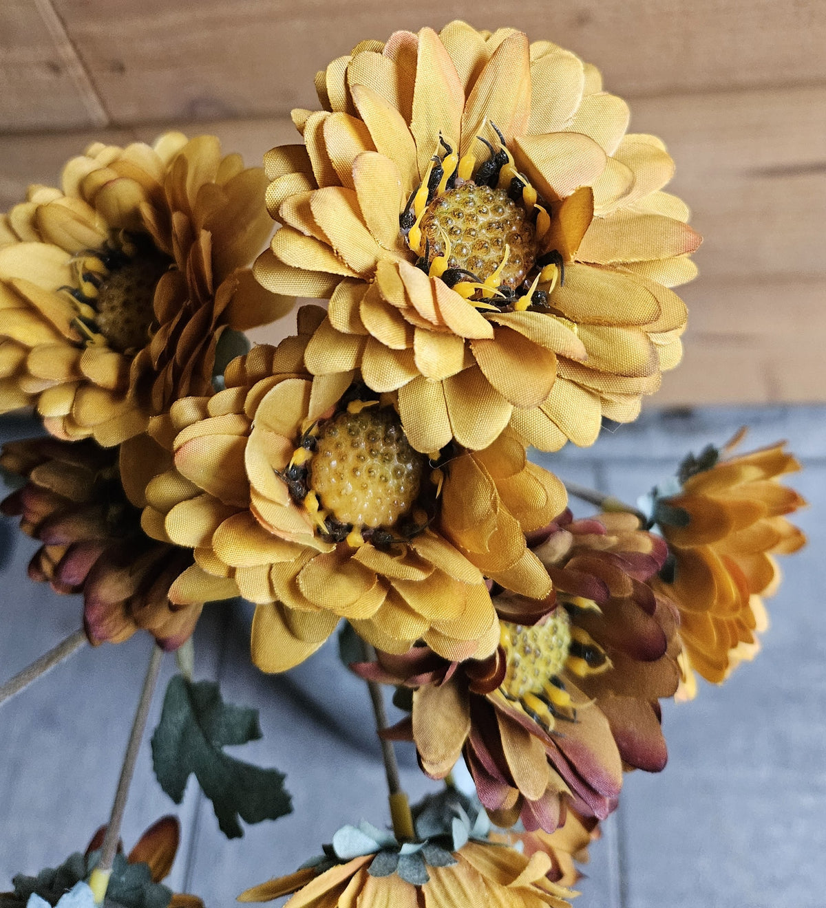 Sylxz Asters