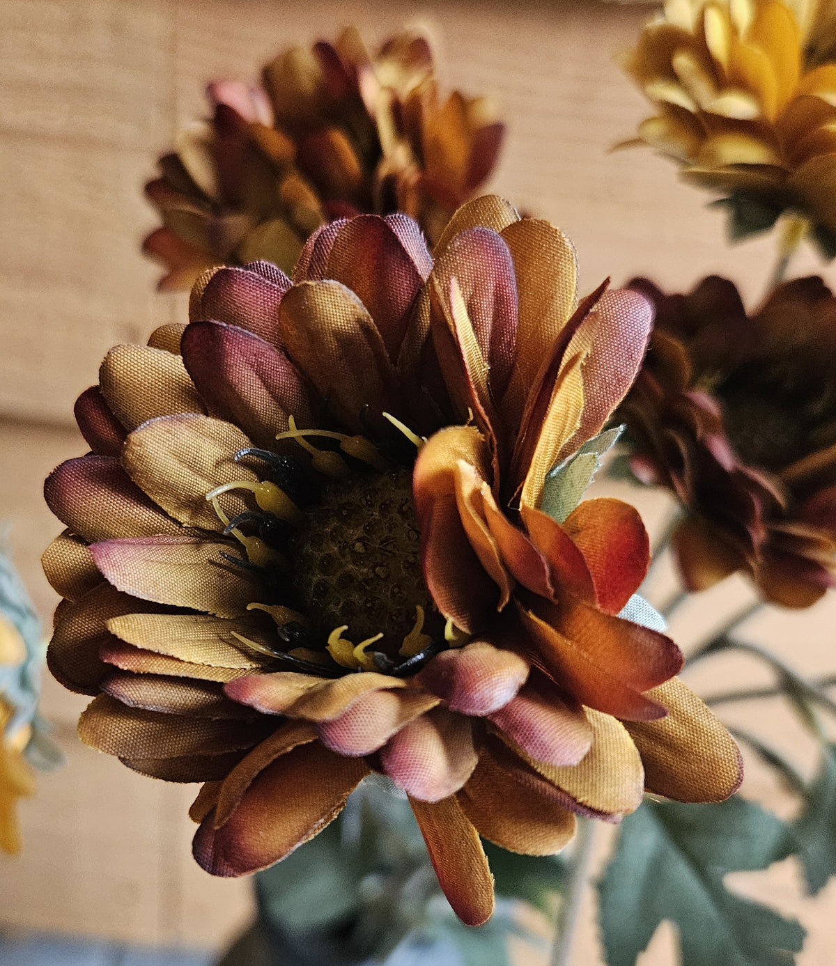 Sylxz Asters