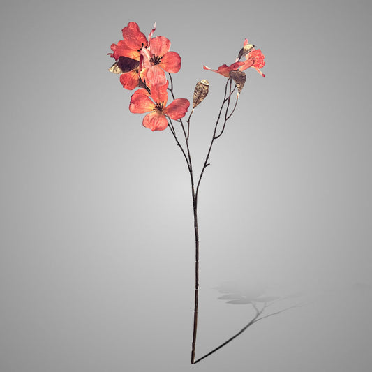 Brynxz Cornus Kousa Ant. Pink 75 cm