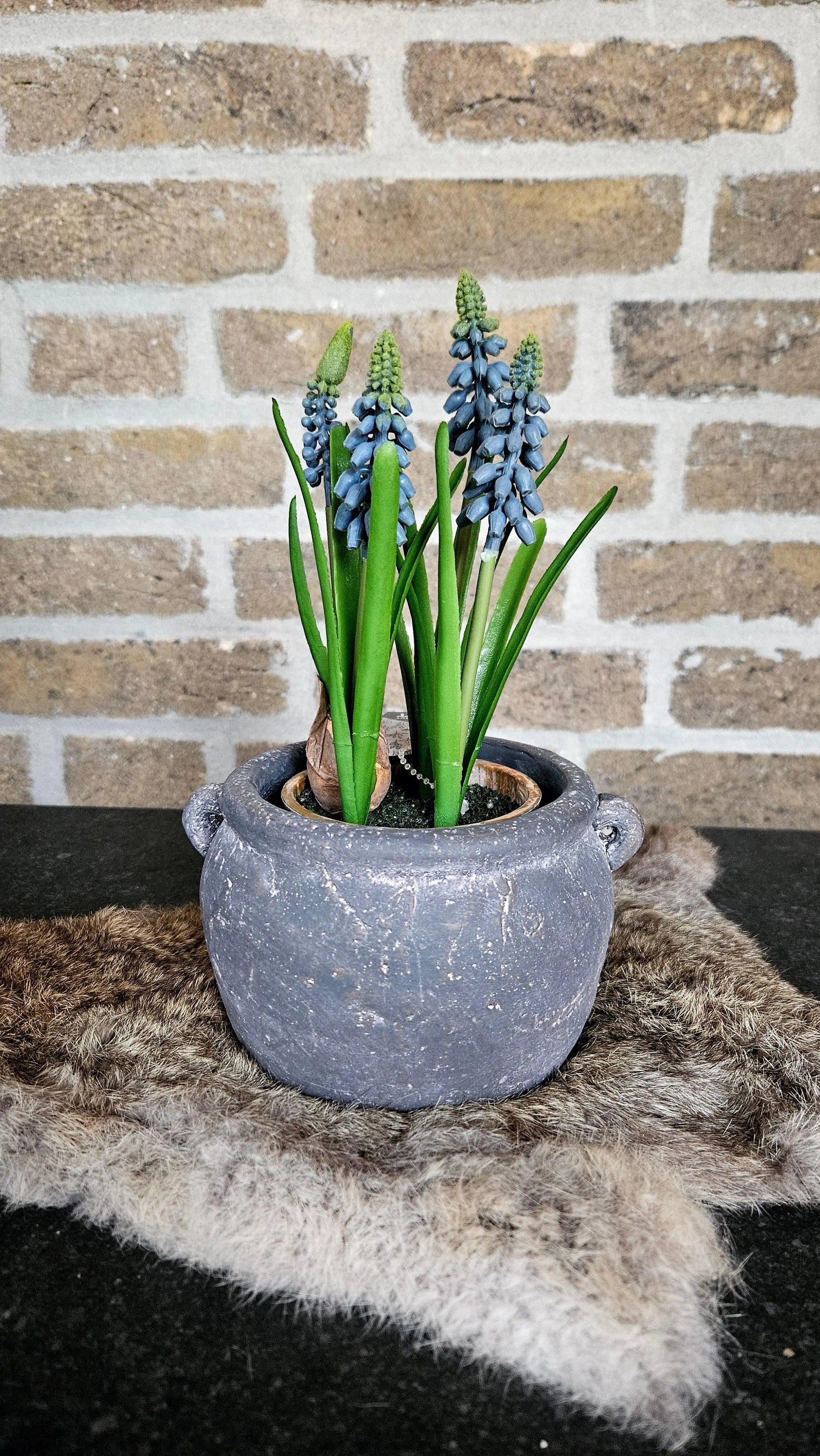 Blauwe druif in pot (kunst) O zo sfeervol