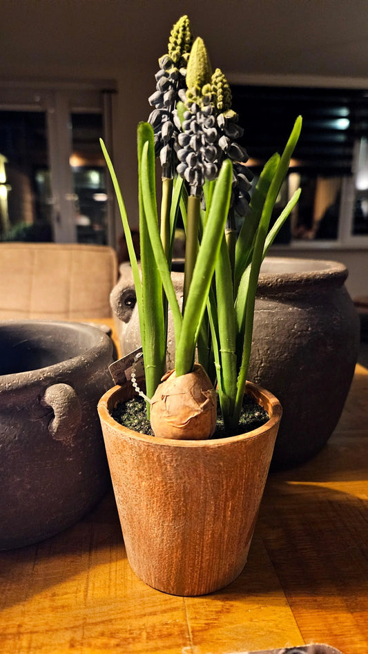 Blauwe druif in pot (kunst) O zo sfeervol