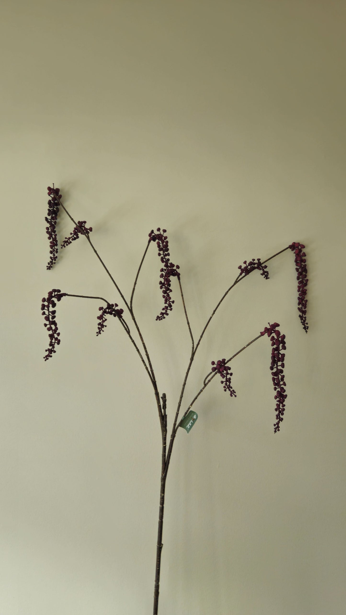 Brynxz Phytolacca Aubergine