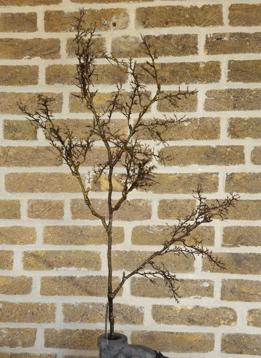 Bloemtak bruin – bloemtak | Brynxzonline.nl