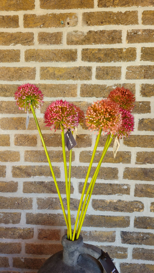 Sylxz Allium bollen – Sylxz bloemen | Brynxzonline.nl
