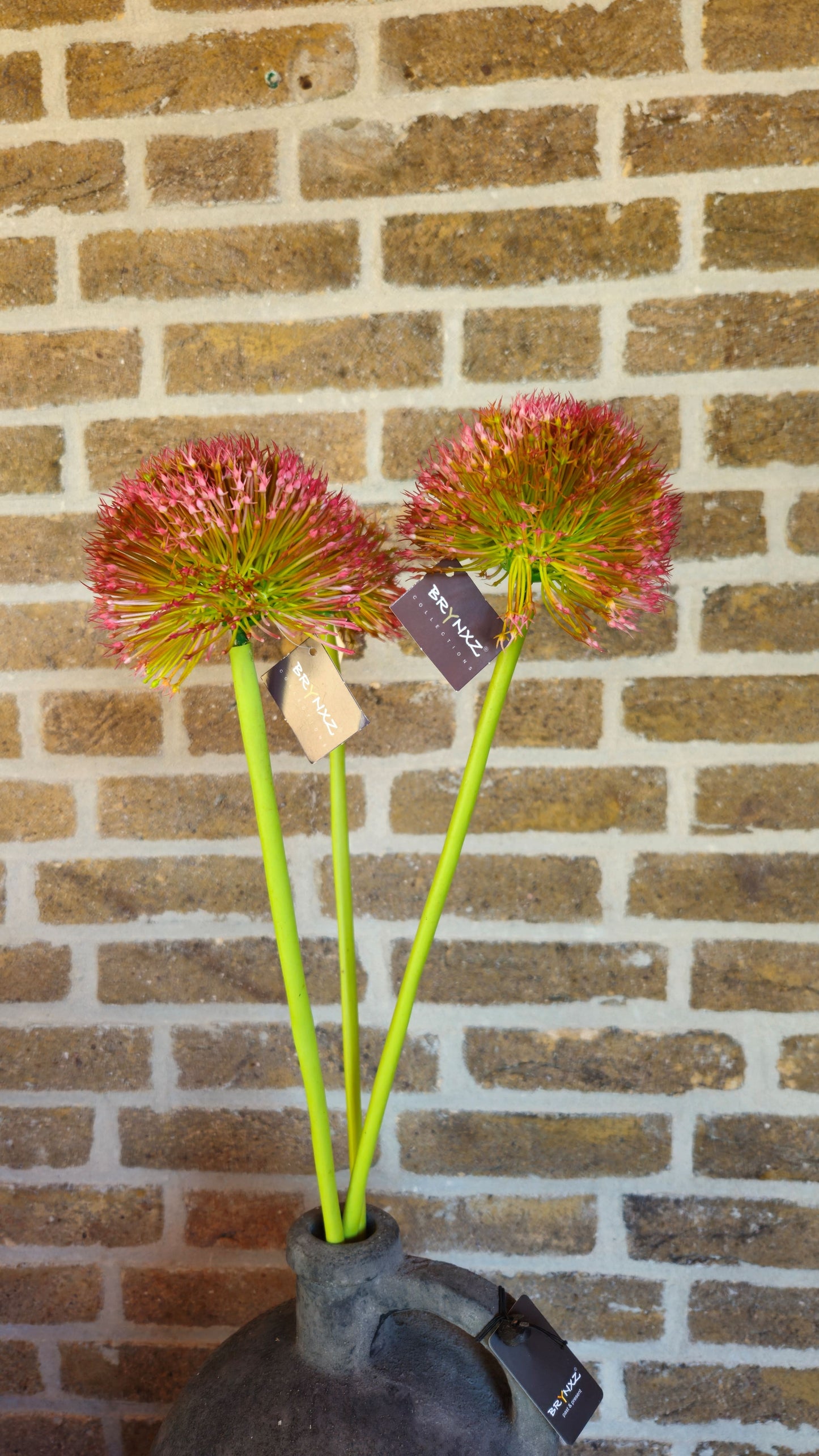 Brynxz Allium bollen