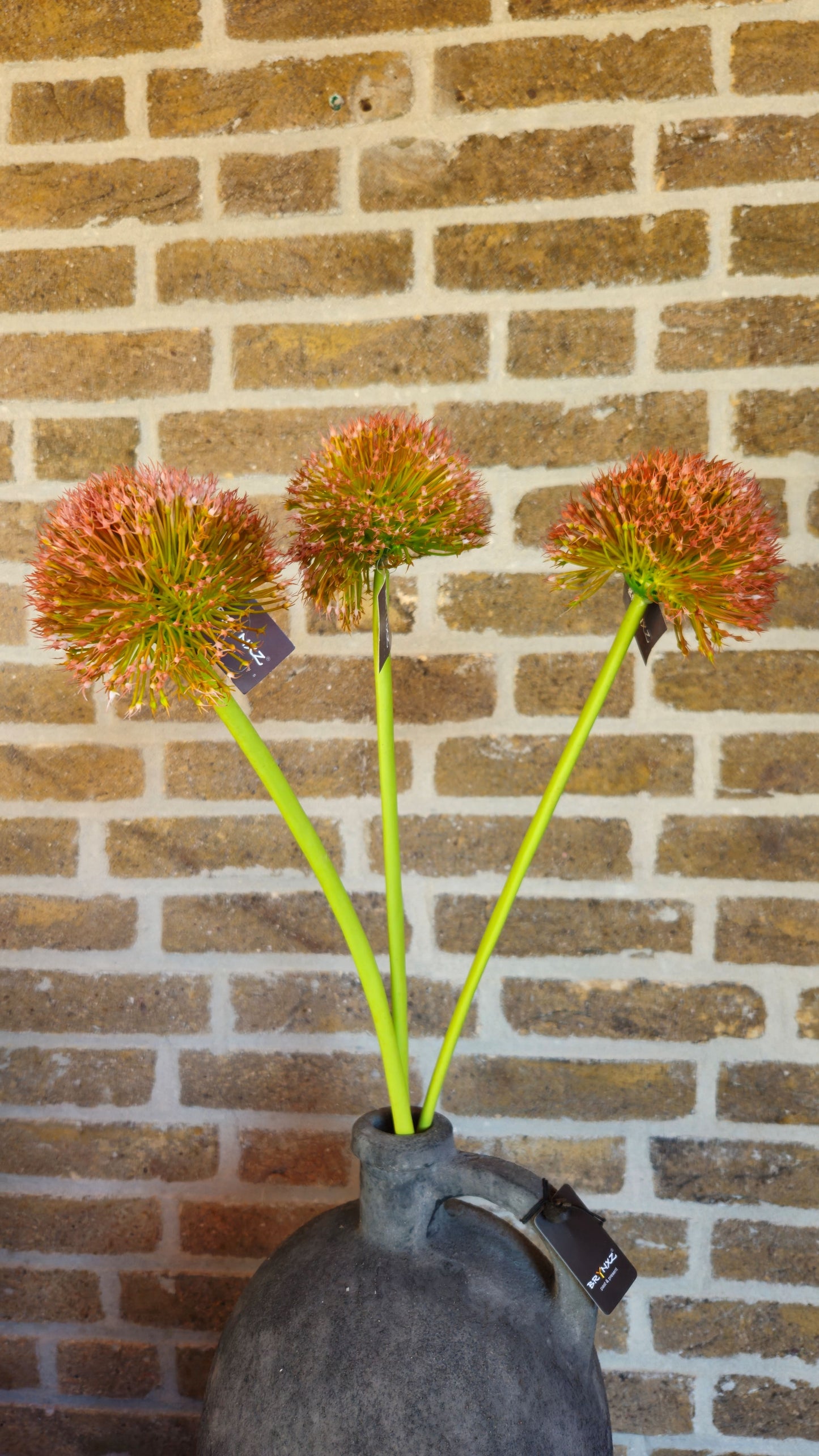Brynxz Allium bollen
