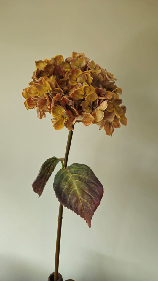 Brynxz Hydragea Creme