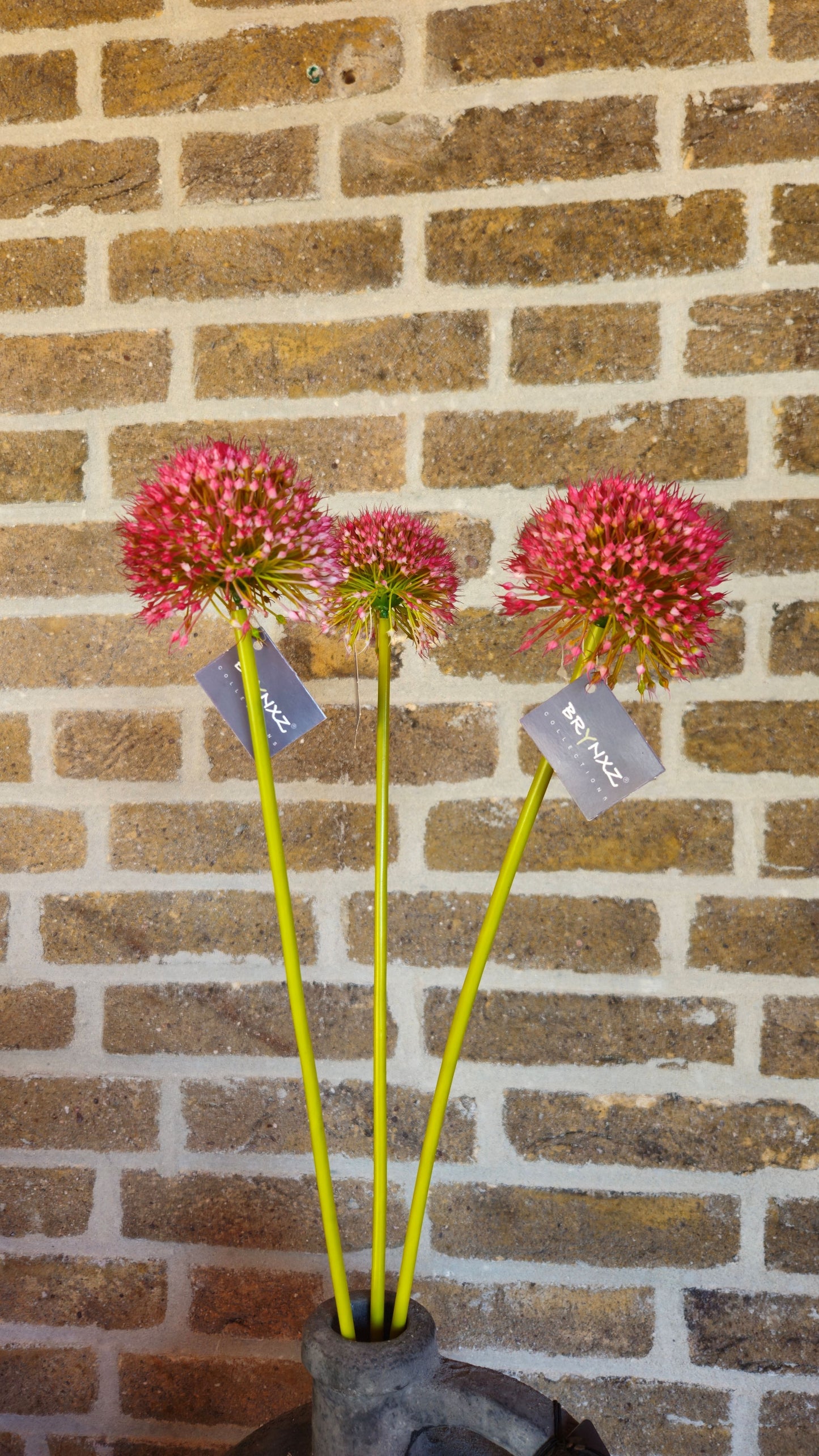 Brynxz Allium bollen