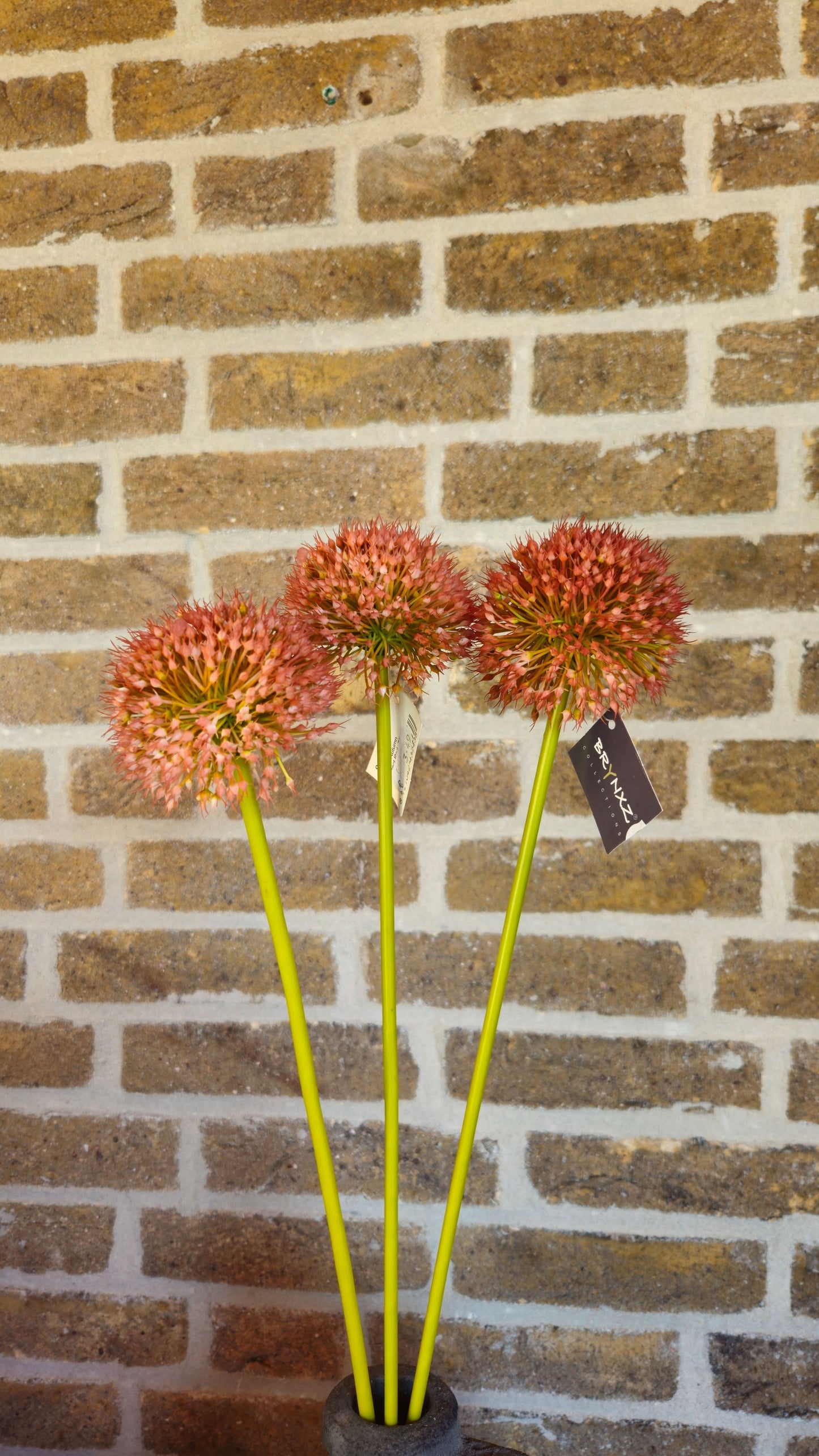 Brynxz Allium bollen