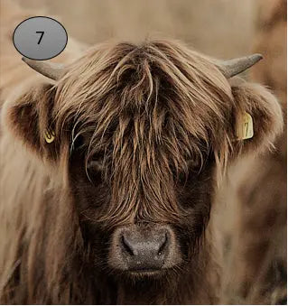 Onderzetter nr 7 – onderzetters schotse hooglander | Brynxzonline.nl