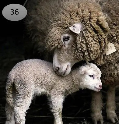 Onderzetter nr 36 – onderzetters | Brynxzonline.nl
