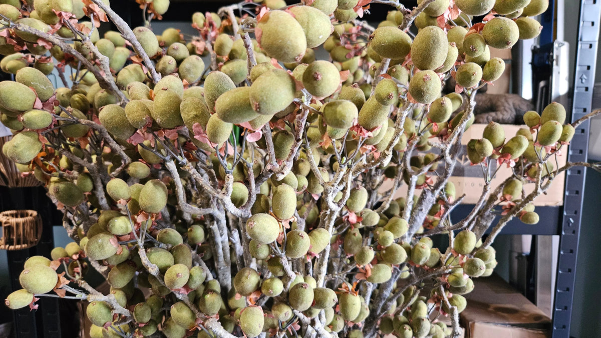 Sylxz Alnus Grande ant. green close-up – kunsttakken | Brynxzonline.nl